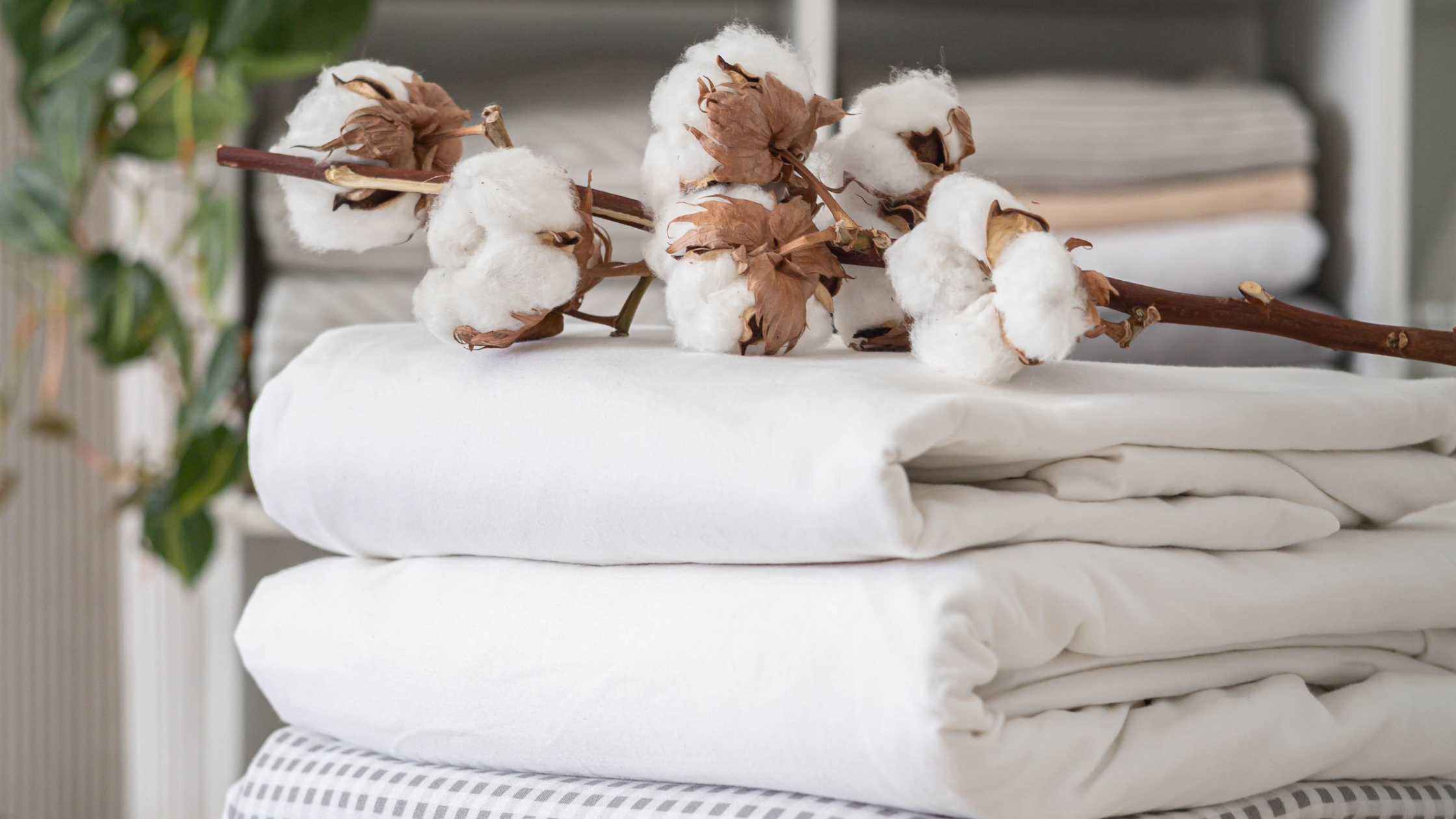 Organic Cotton: What Makes It Different?